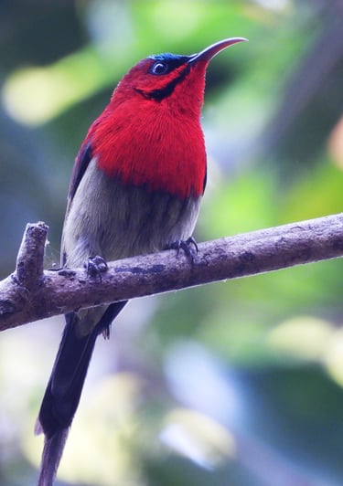 biodiversity in Bardiya Park