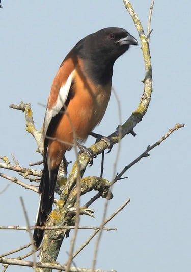 biodiversity in Bardiya Park