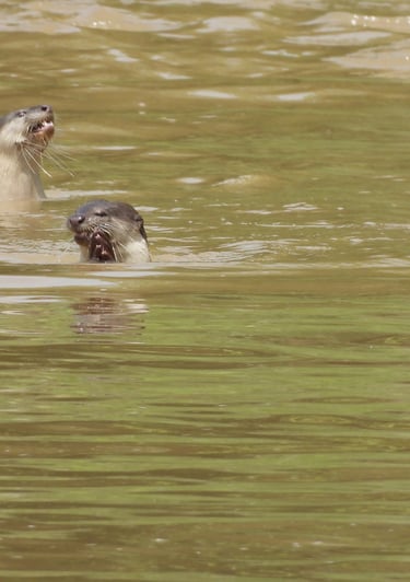 otters fishing