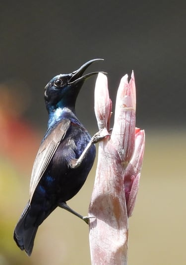 sunbird in Bardiya