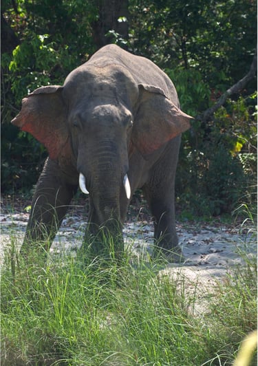elephant ready to charge