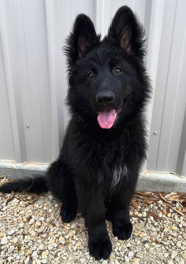 Puppies for Sale 