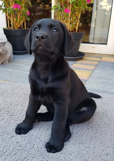 Puppies for Sale 