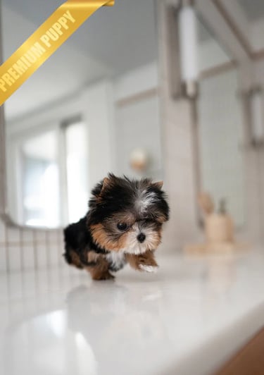 Puppies for Sale 