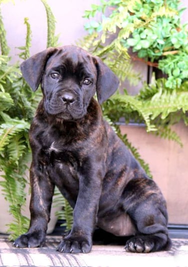 Puppies for Sale 