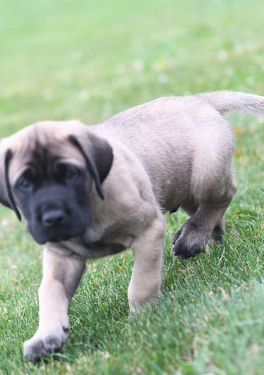 Puppies for Sale 