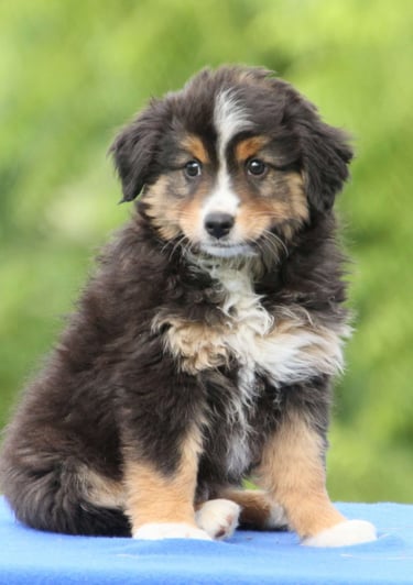 Puppies for Sale 