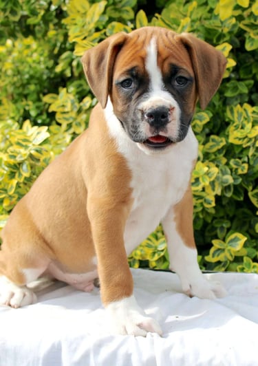 Puppies for Sale 