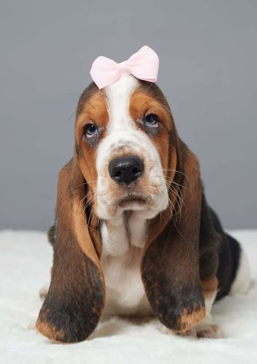 Puppies for Sale 