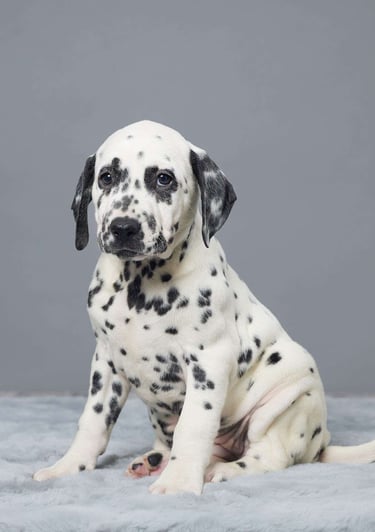 Puppies for Sale 