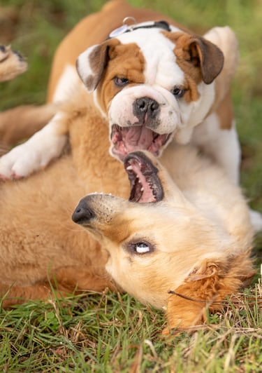 séance d’école du chiot en petit groupe à cestas