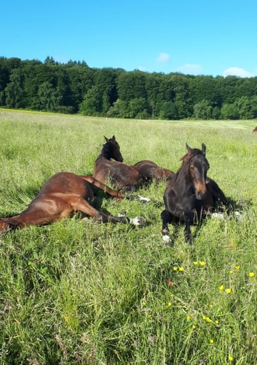 Nos chevaux pensionnaires du Manoir de Follemprise