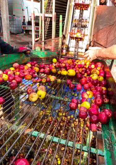 La récolte de pommes de la cidrerie de la Gentilhommière