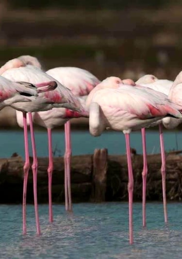 a group of flamingos standing in a row of flamingos