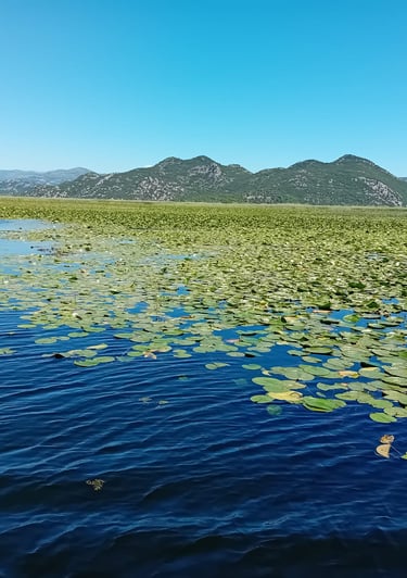 a lake with lily pads and lily pads on the water