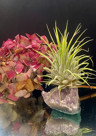 black craft by ck plant terrariums open terrarium sand plant sustainable nature hand crafted  glass jar crystals independent 
