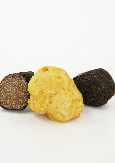Trufa melanosporum inverno e verao e trufa alba no brasil