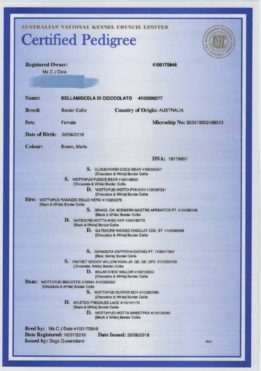 pedigree papers 