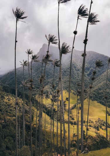 Cocora Valley in Salento, Colombia
