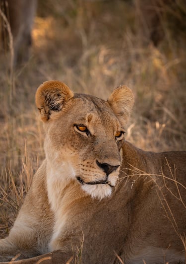 un close-up d'une lionne dans la savane du Botswana en safari