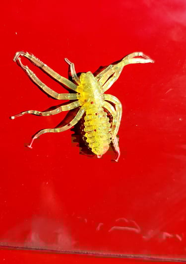 Yellow Spider