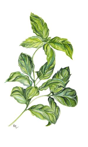 Phitocomplex antipoluare