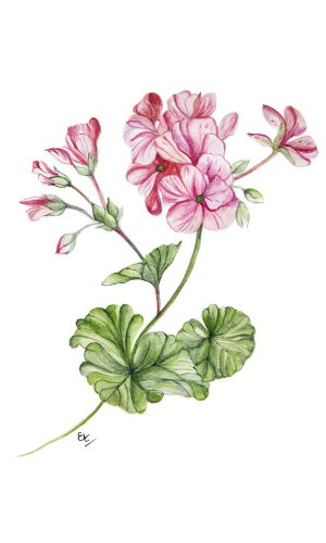 Phitocomplex antimătreață