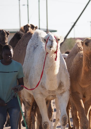 a black man herding a group of camels in Kuwait