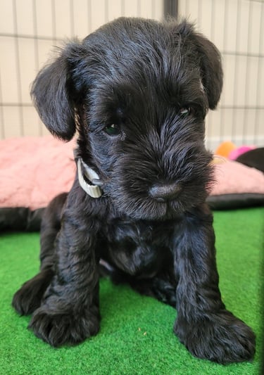 Bébé Schnauzer dans parc à chiots