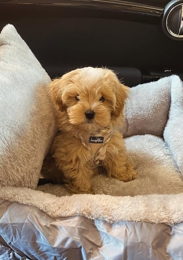 sweet red maltipoo puppy sitting in a bed with a black ribbon on her neck