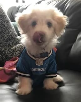male-maltipoo-in-football-jersey (259 x 325)-min-259x325-1920w (1)