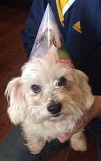 maltipoo-wearing-birthday-hat (207 x 330)-min-207x330-1920w (2)