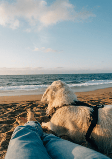 Sur la plage avec mon chien à Concarneau