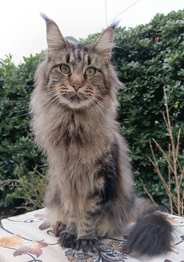 Majestic Maine Coon cat with long tabby fur and tufted ears sitting outdoors.