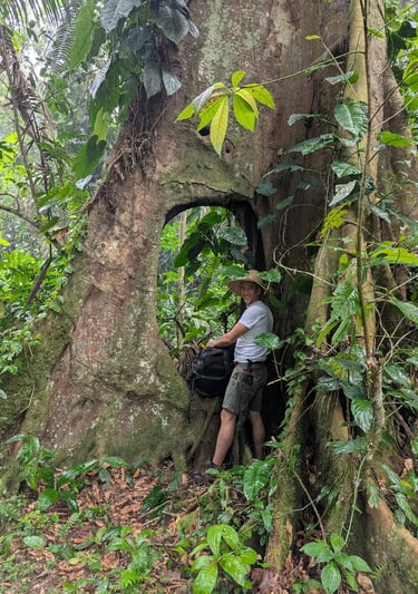A hiker with a backpack and machete stands inside a hollow giant tree in a lush tropical rainforest.