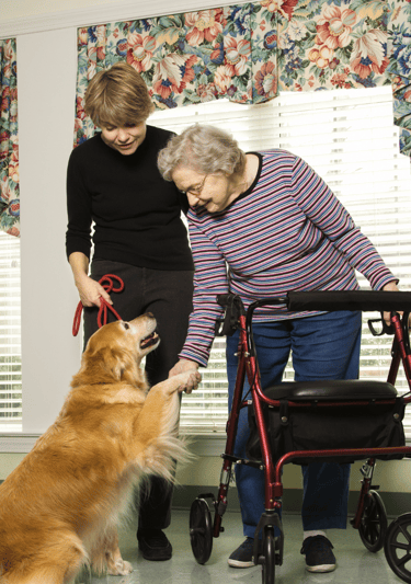 walking aids for the elderly