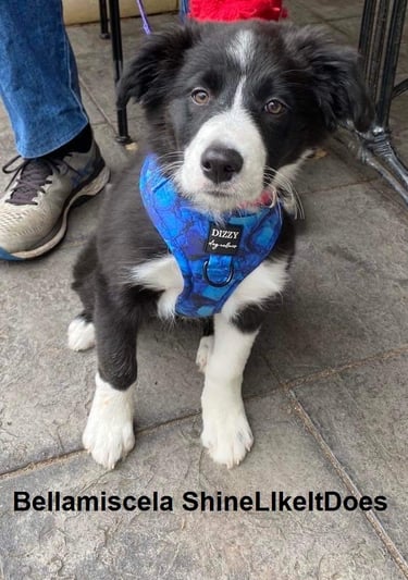 black and white border collie 