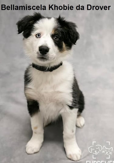 tri black border collie puppies 