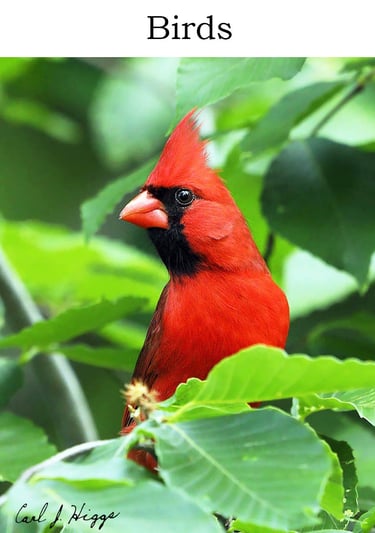 bird, northern cadinal