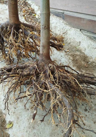 Jednoroczne korzenie drzew Paulownia