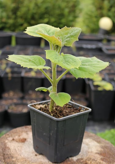 Paulownia, sadzonka w doniczce P9