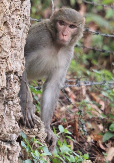 macaque on the lookout