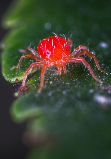 Red spider mite