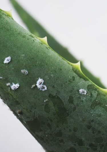 Adult and nymph Mealy Bugs on an Aloe Vera plant