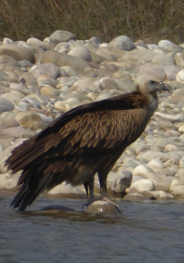 voltur in bardyia jungle