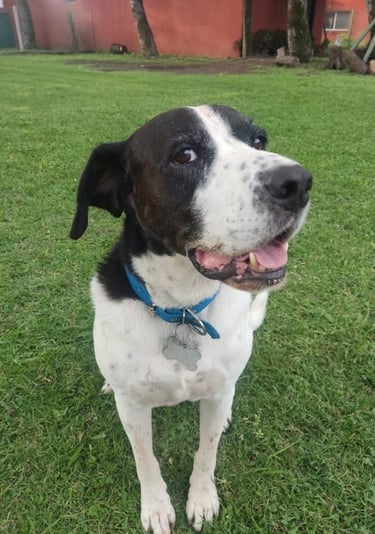 a dog is standing in the grass with a frisbee