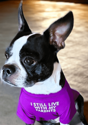 Boston Terrier, Yoki.