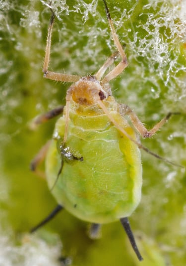 Green aphid