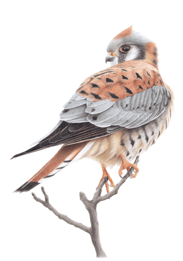 American kestrel wildlife portrait in colored pencil