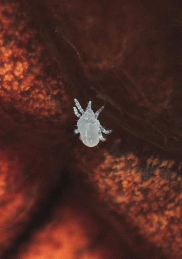 Spider mite